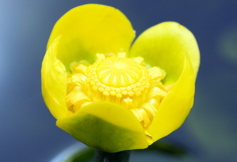 Schmalblättrige Teichrose