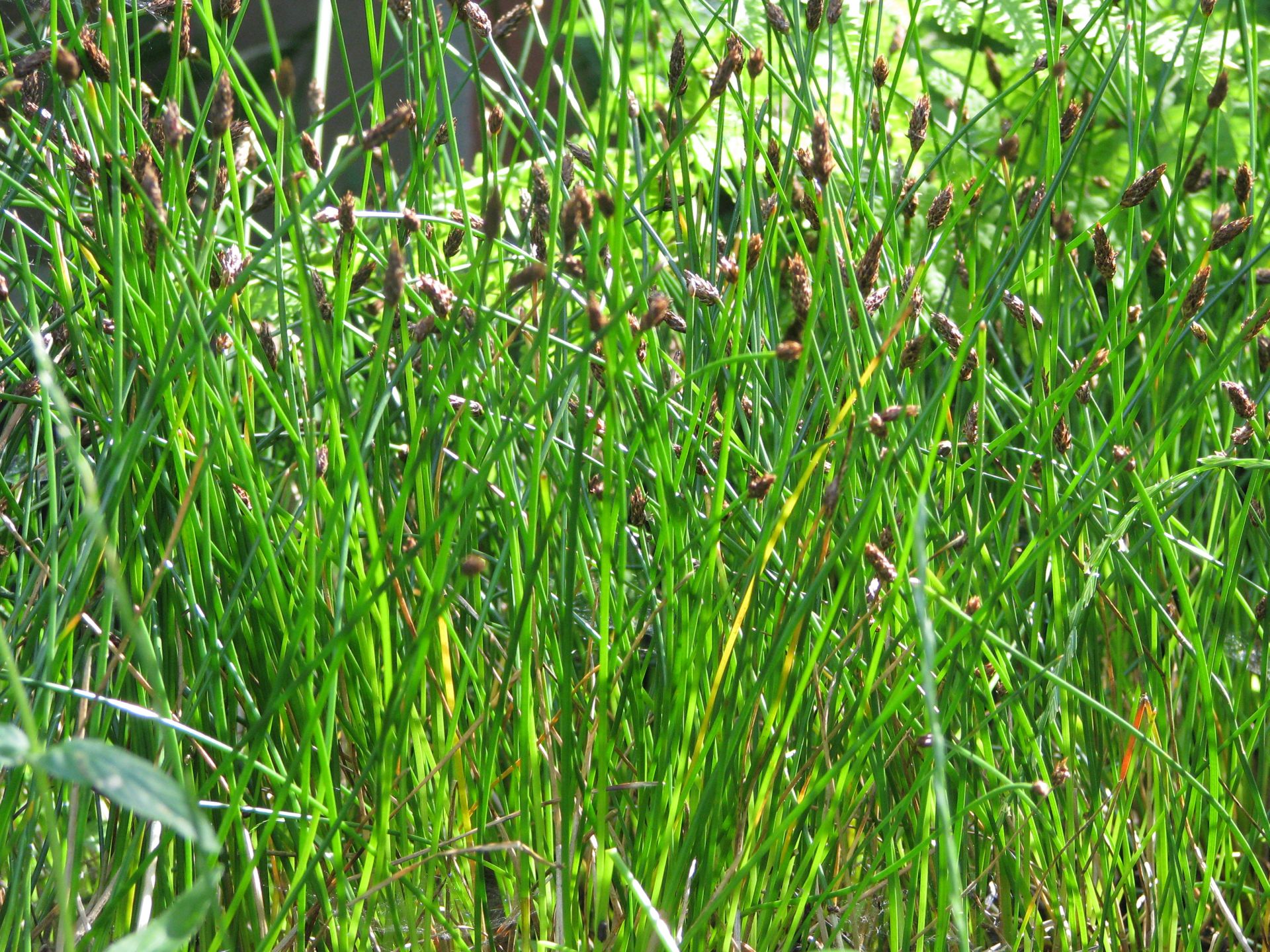 Flechbinse oder Teichbinse