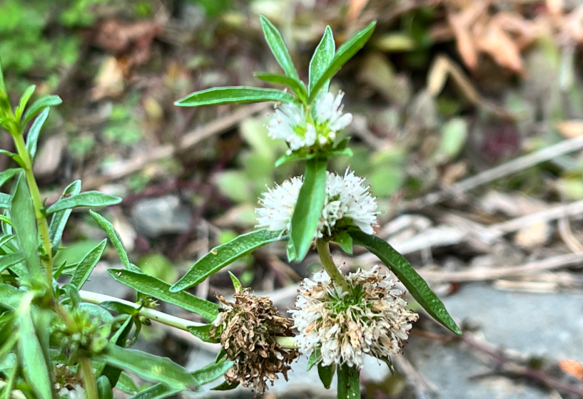 Englische Wasserminze Alba (Mentha cervina)