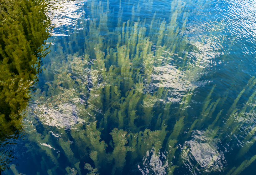 Raues Hornkraut (Ceratophyllum demersum)