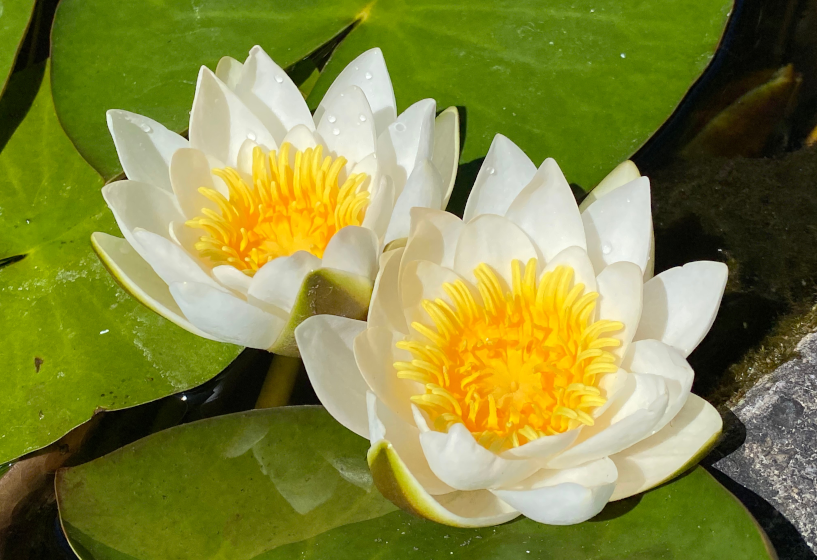 Kleine Seerose Nymphaea candida