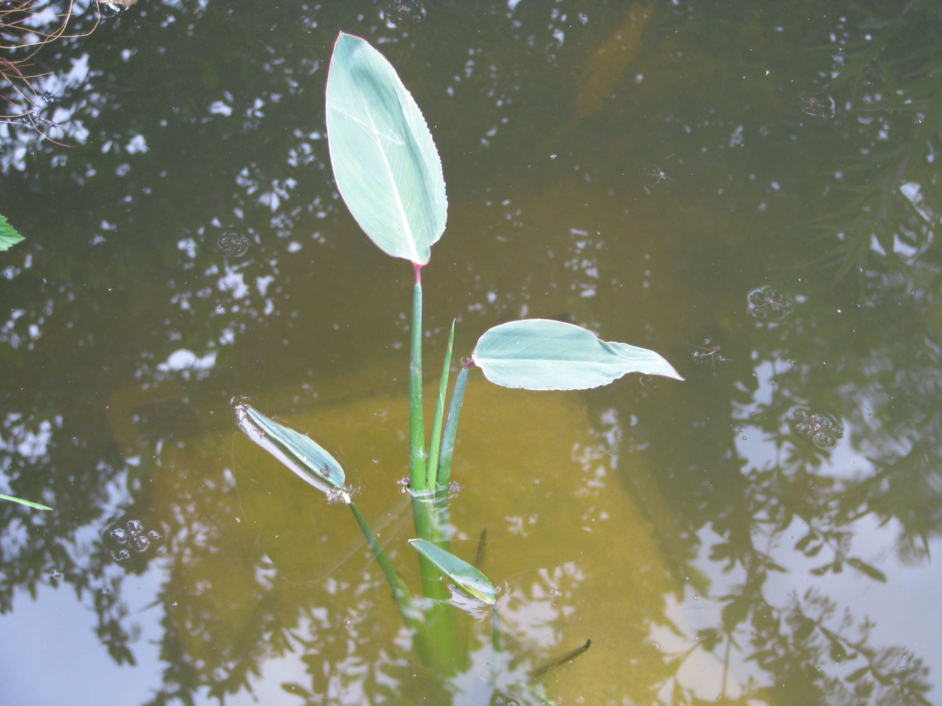 Thalia stammt aus Amerika