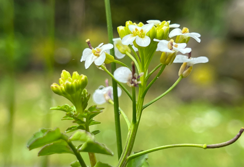 Echte Brunnenkresse (Nasturtium officinale)