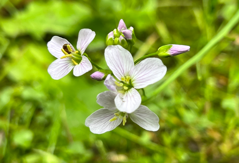Echte Brunnenkresse (Nasturtium officinale)
