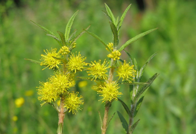 Strauß-Gilbweiderich Lysimachia thyrsifolia