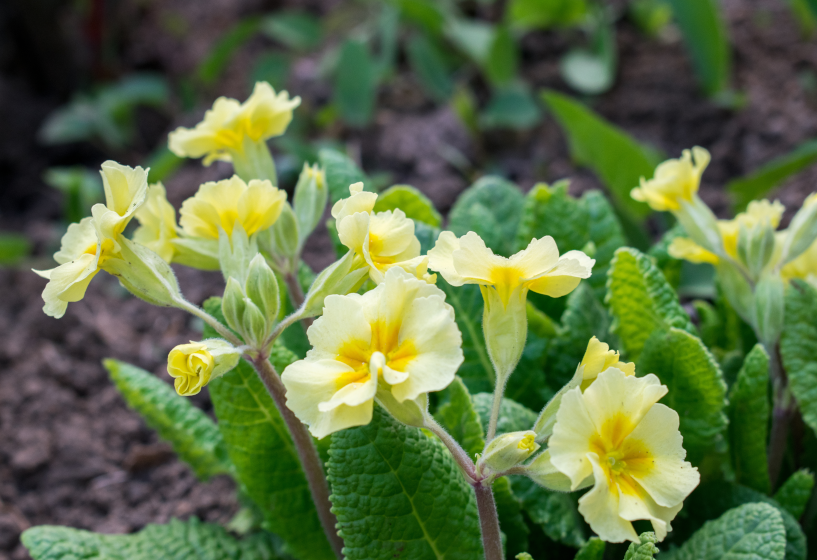 Erdprimel (Primula vulgaris)