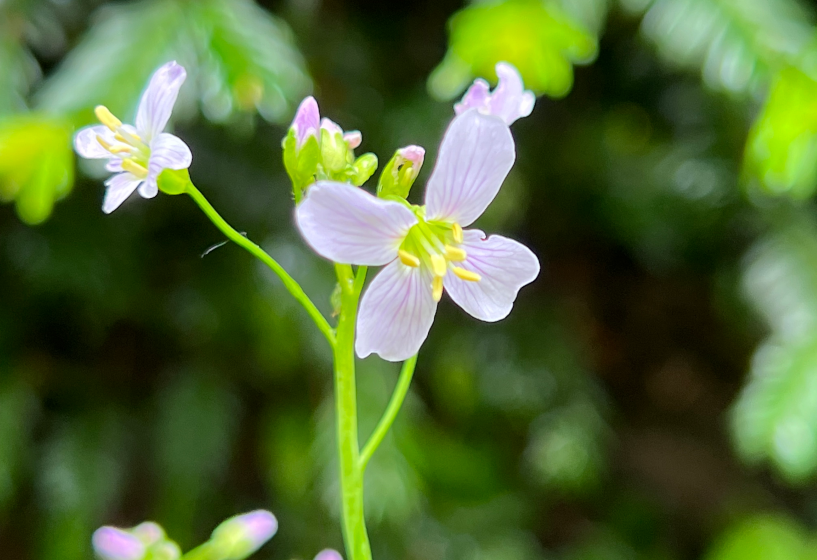 Echte Brunnenkresse (Nasturtium officinale)