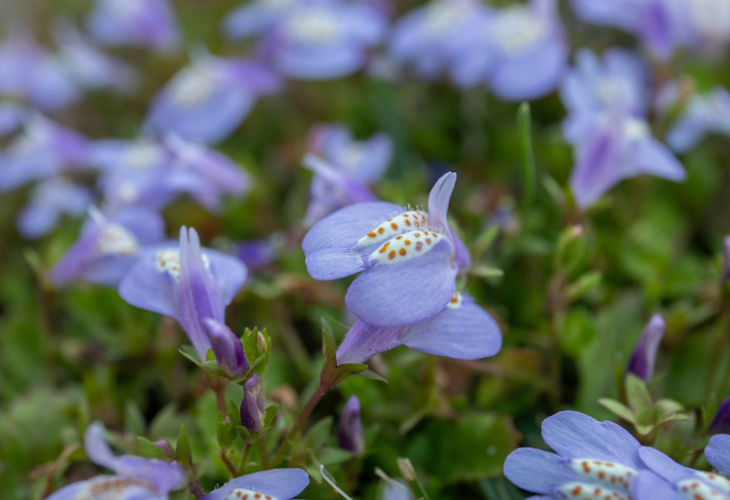 Lippenmäulchen (Mazus reptans)