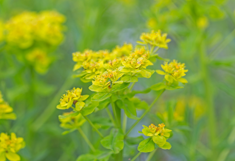 Sumpf-Wolfsmilch (Euphorbia palustris)