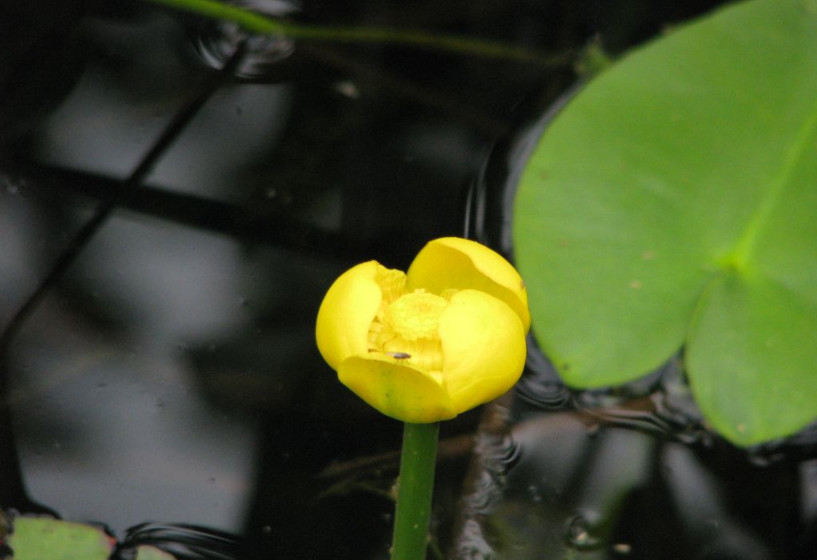 Kleine Teichrose | Nuphar pumila