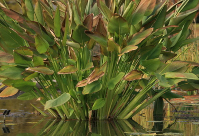 Winterharte Wasser-"Canna" | Thalia dealbata