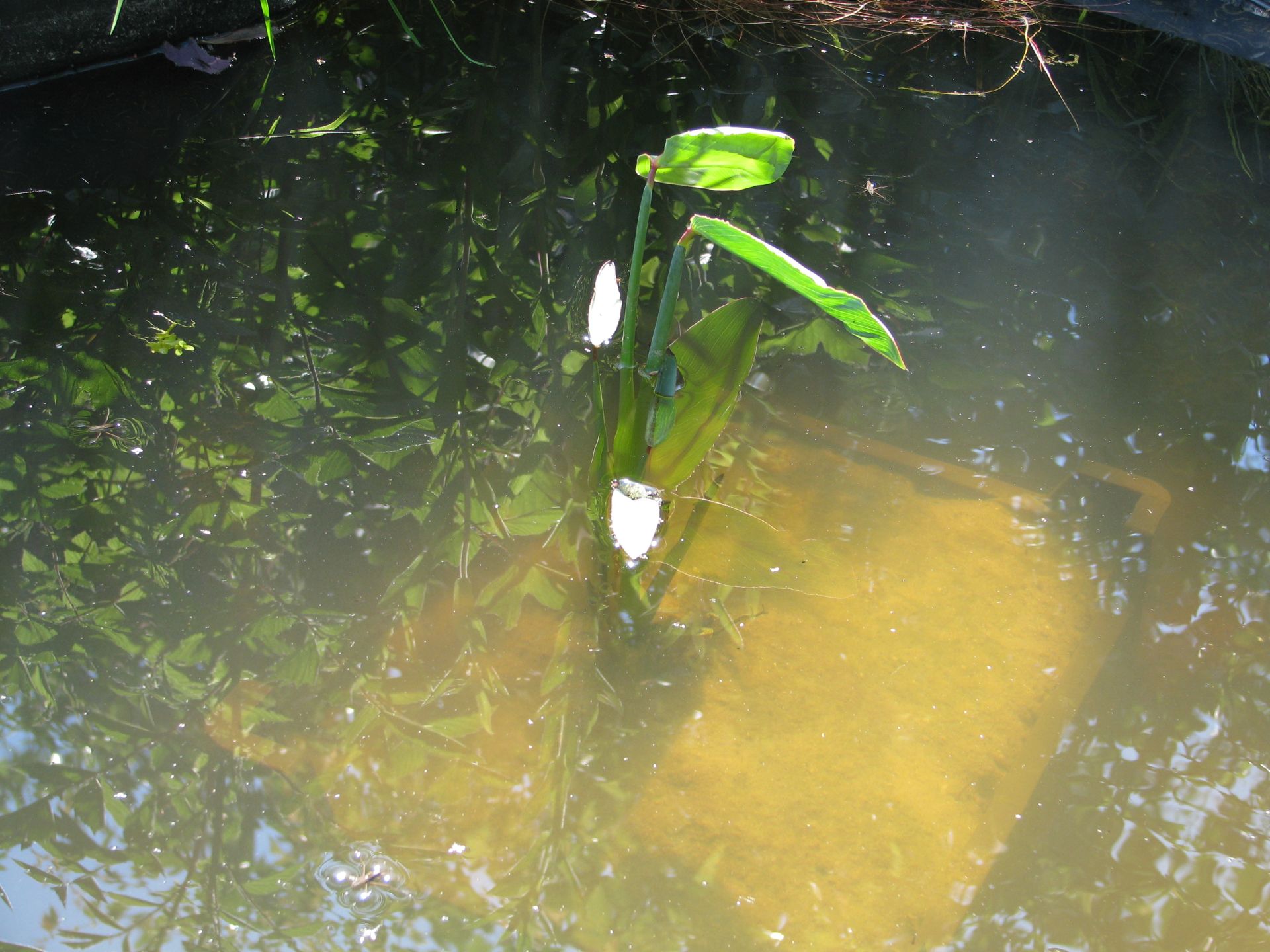 die Thalia wird ein imposante Teichpflanze