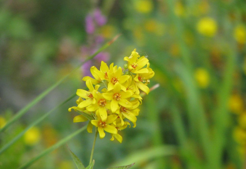 Gemeiner Gibweiderich | Lysimachia vulgaris