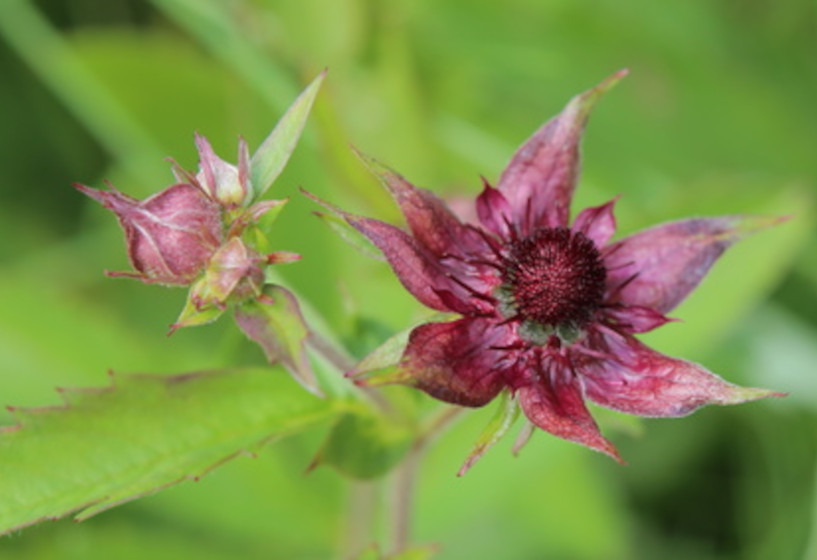 Sumpf-Blutauge | Potentilla palustris