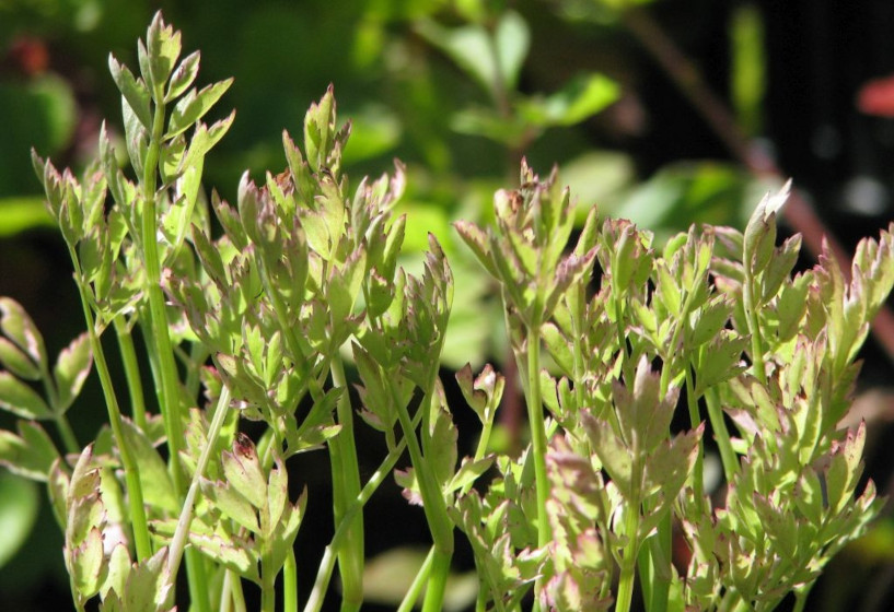 Wasserfenchel "Flamingo" | Oenanthe fistulosa