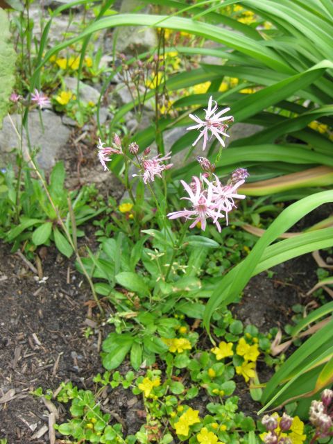 Kuckuckslichtnelke neben Pfennigkraut am Ufer
