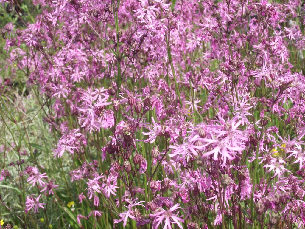 Wildstaude Kuckucks-Lichtnelke