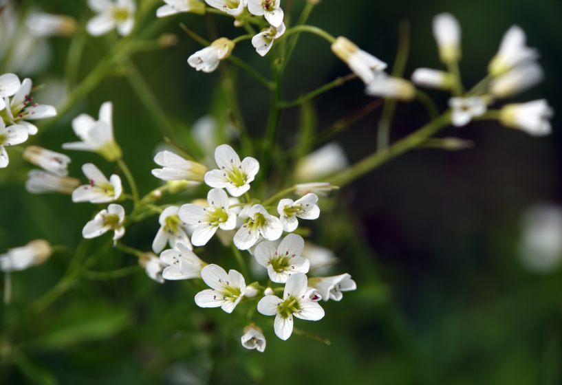 Wildkresse (Cardamine amara)