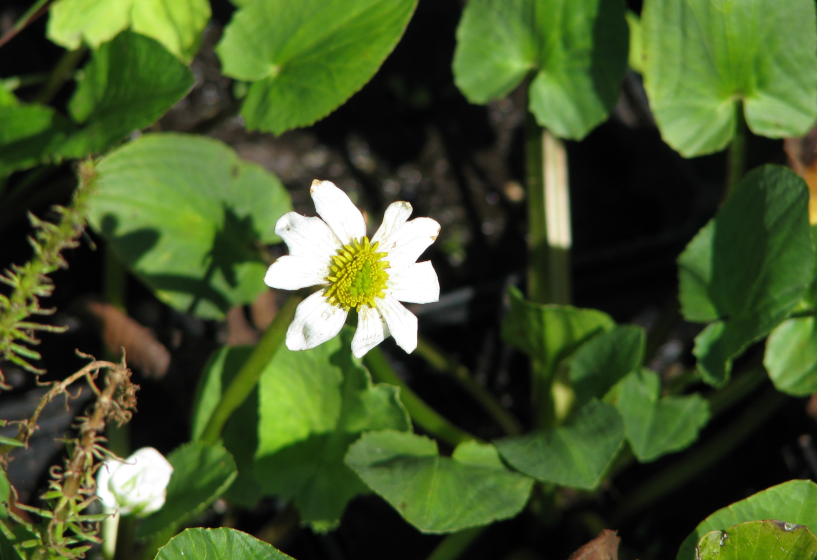 Sumpf-Mariengold (Caltha leptosepala)