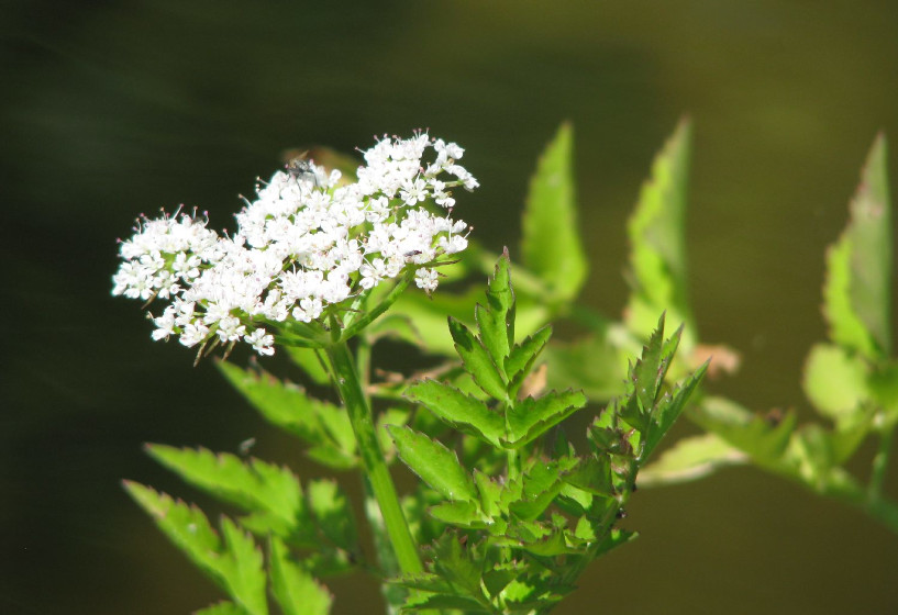 Vietnamesischer Wasserfenchel | Oenanthe stolonifera