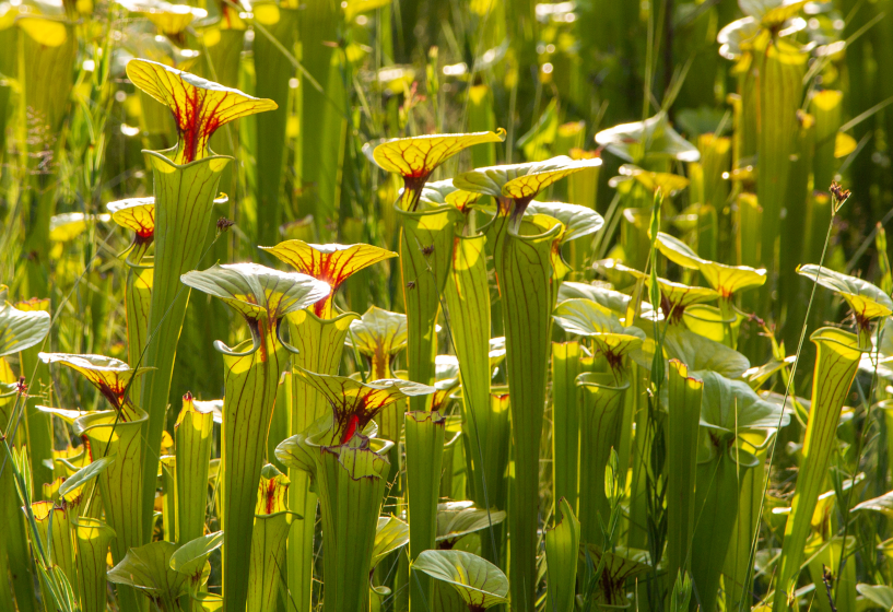 Gelbe Schlauchpflanze (Sarracenia flava)