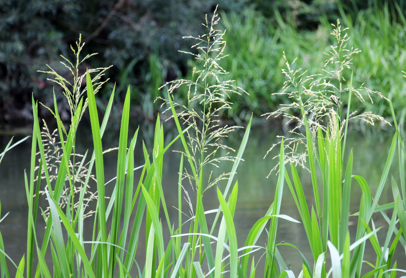 Riesen-Schwaden (Glyceria maxima)