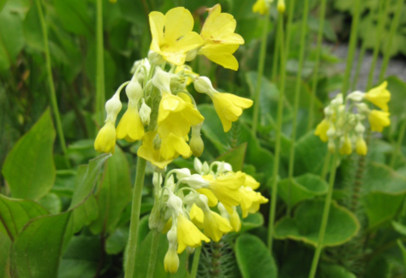 Sommer-Primel (Primula florindae)