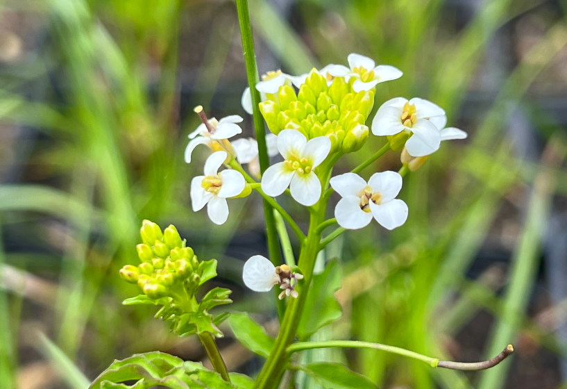 Echte Brunnenkresse (Nasturtium officinale)