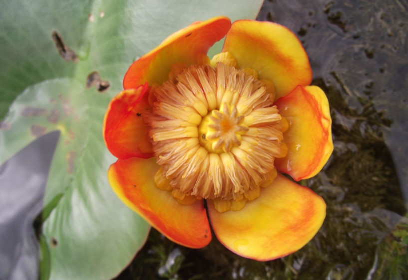 Nuphar japonica Rubra | Rote Japanische Teichrose