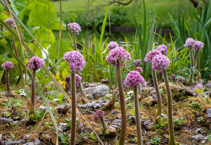 Schildblatt (Darmera peltata)