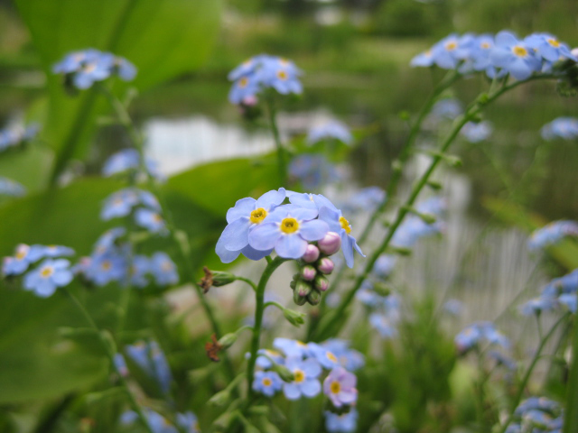 Gartenteich mit Sumpfvergißmeinnicht