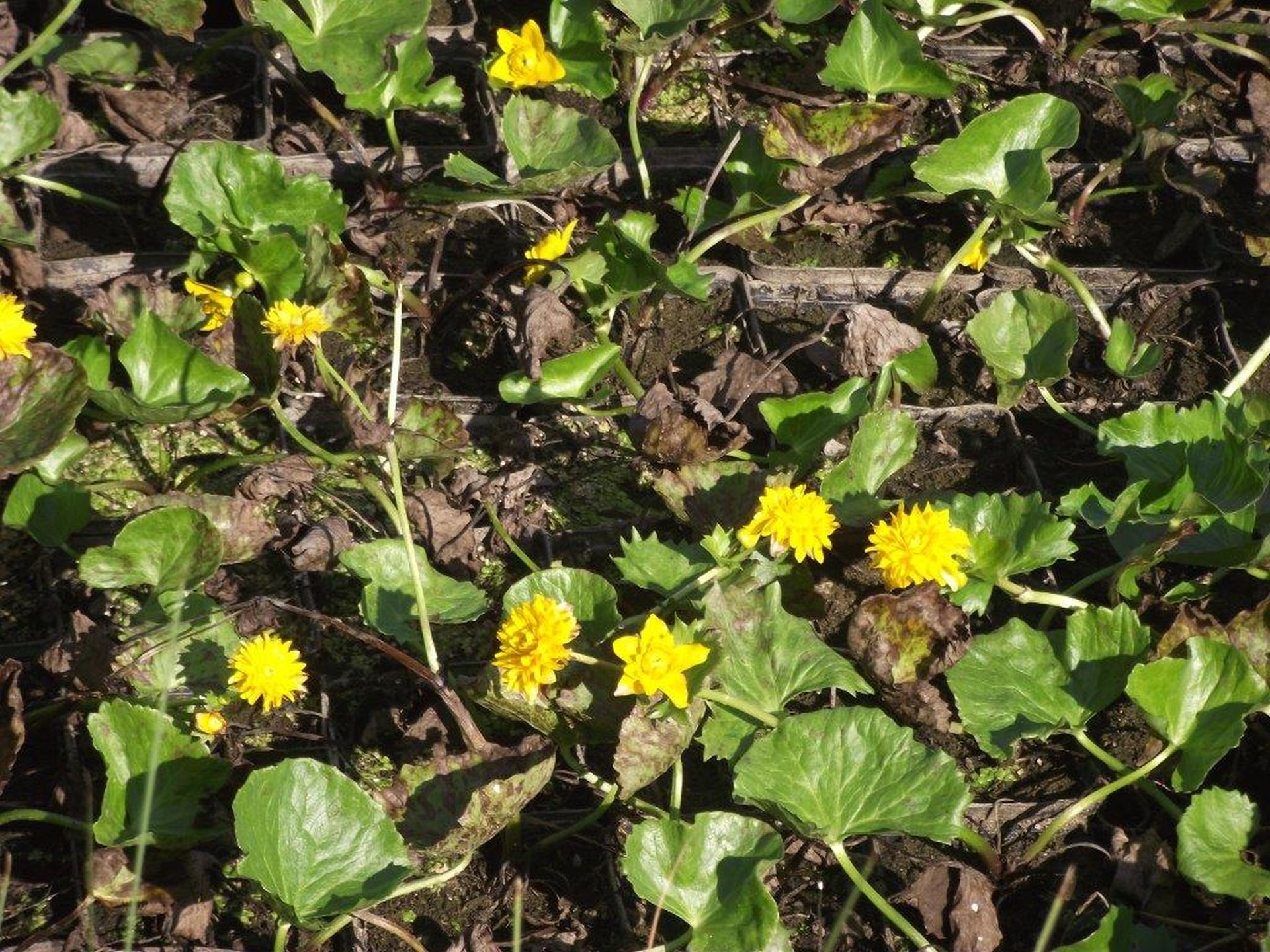 Zuchtform Gefüllte Sumpfdotterblume