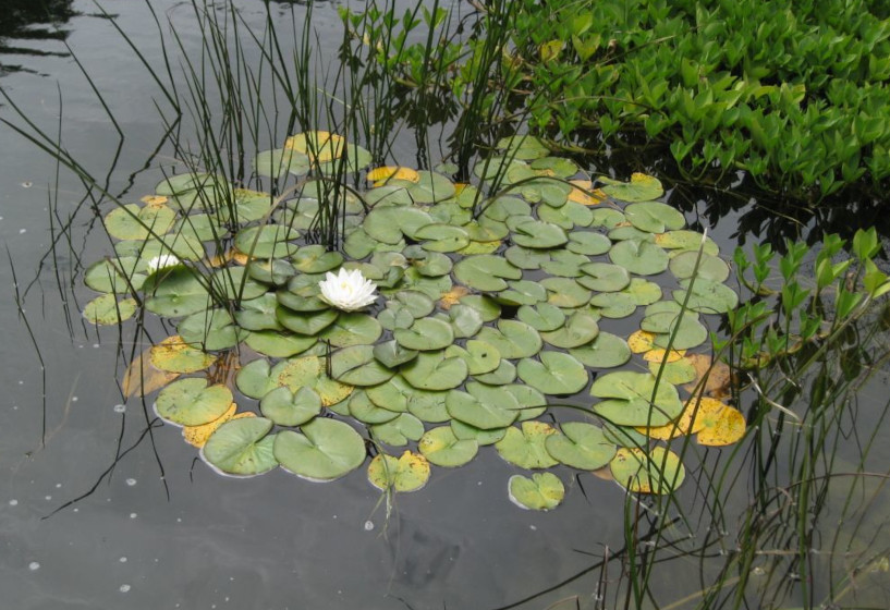 Seerose Perrys Double White