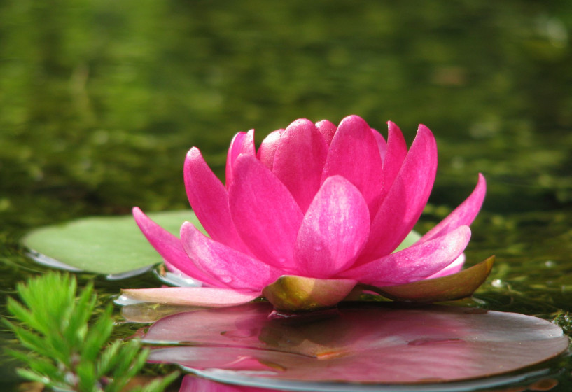 Nymphaea Perry's Baby Red