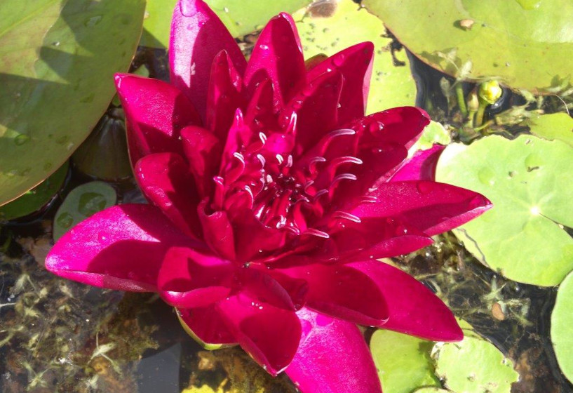 Seerose Burgundy Princess