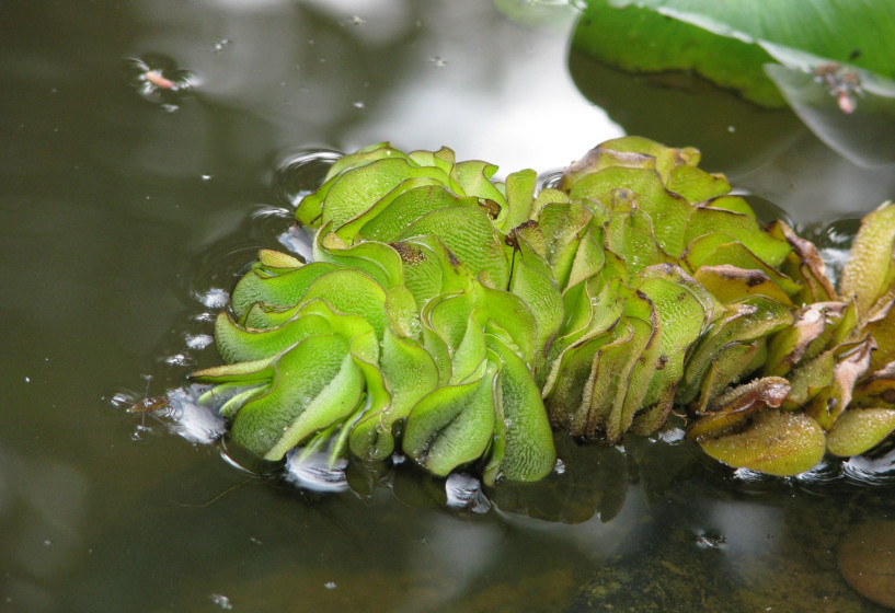 Savinia natans im Gartenteich