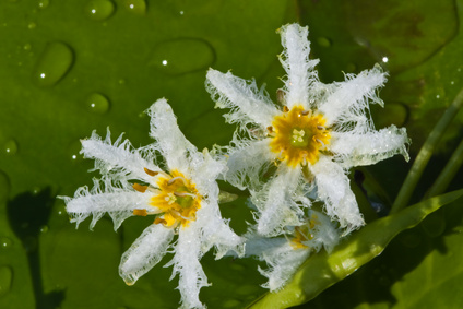 Fieberklee | Menyanthes trifoliata 