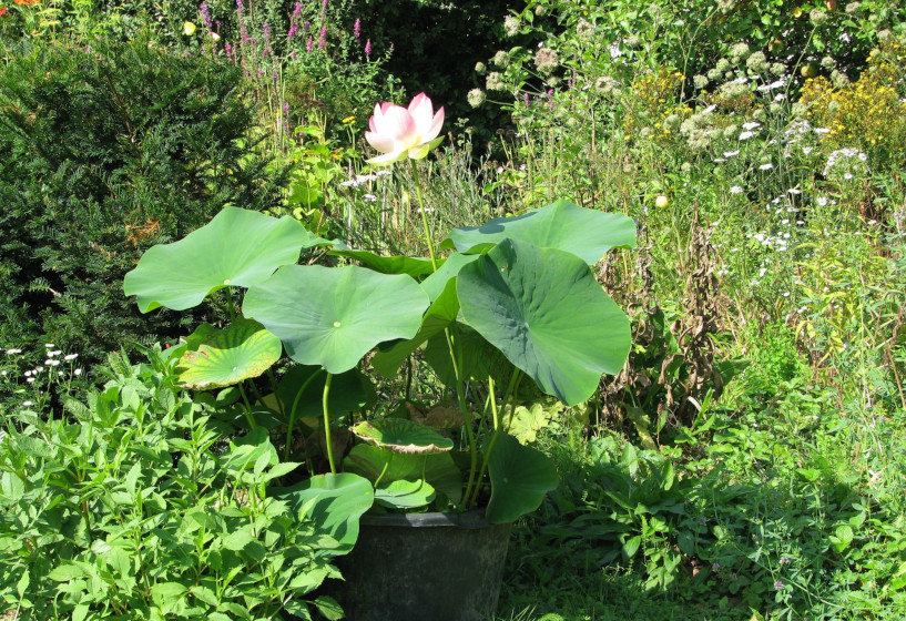 Indische Lotosblume (Nelumbo nucifera)