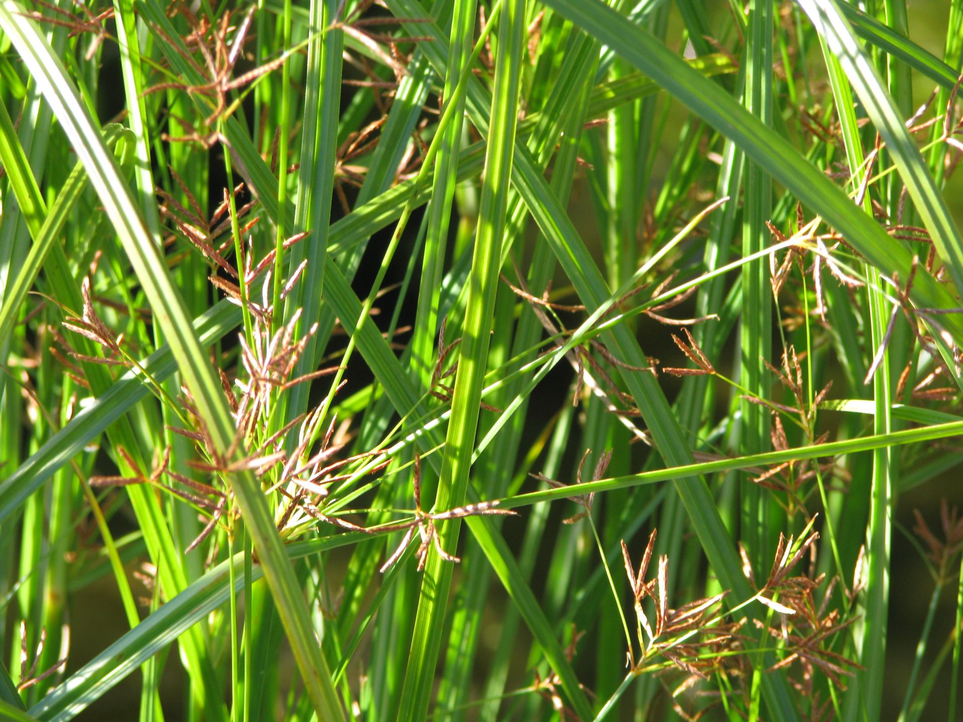 Cyperus longus