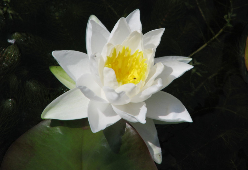 Seerose Gladstoniana