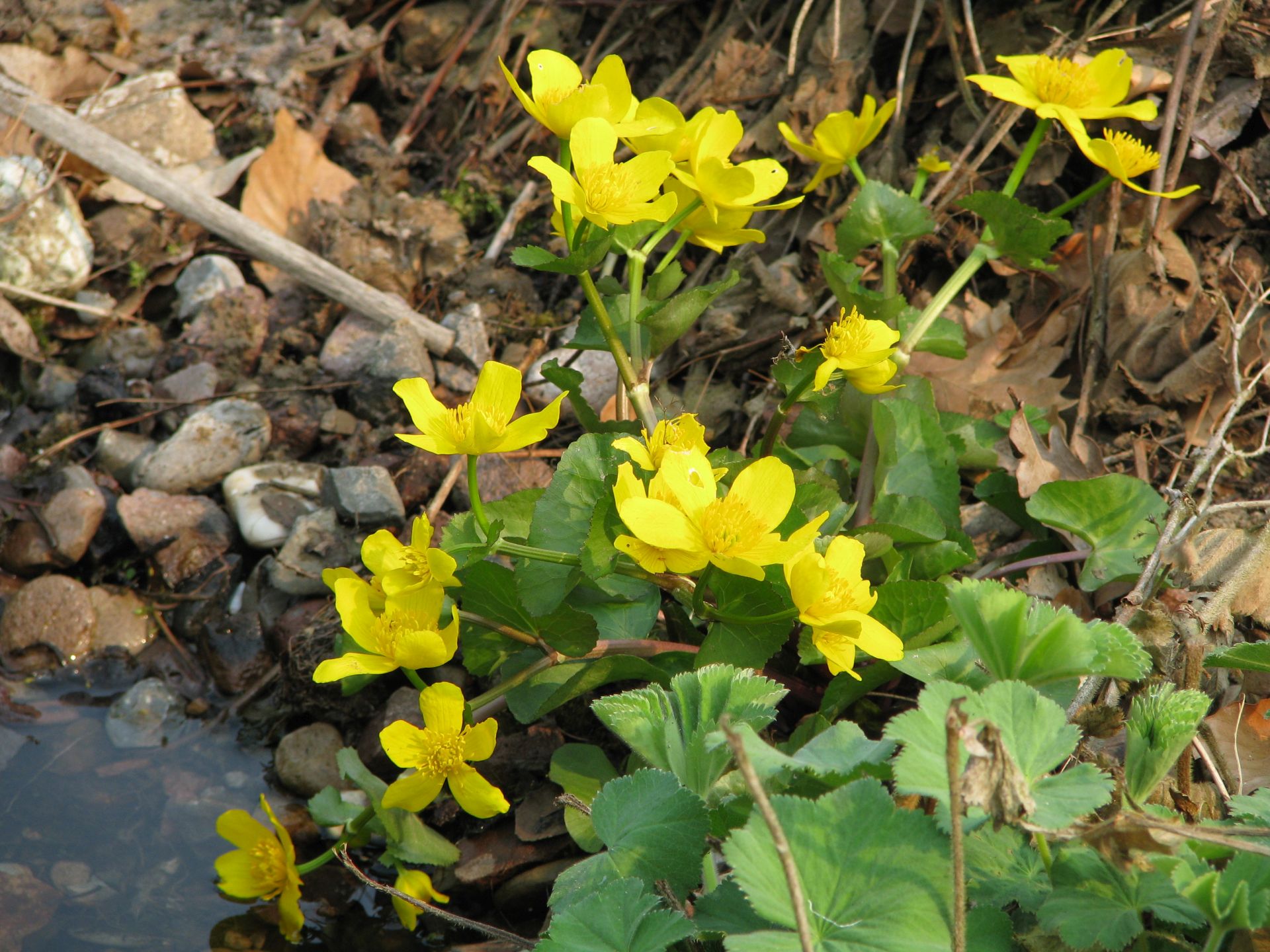 Teichufer mit Sumpfdotterblume