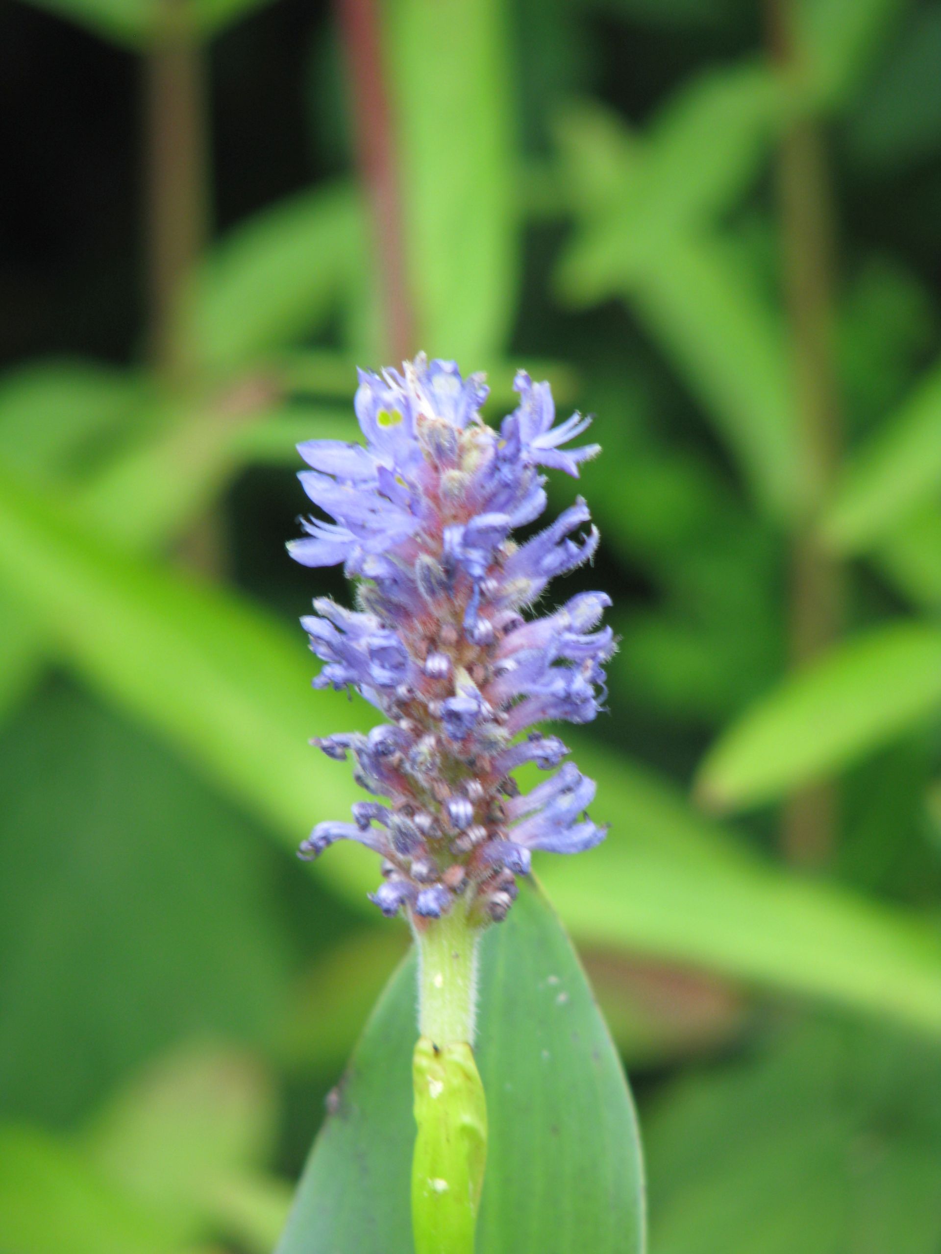 Blüte vom Hechtkraut 