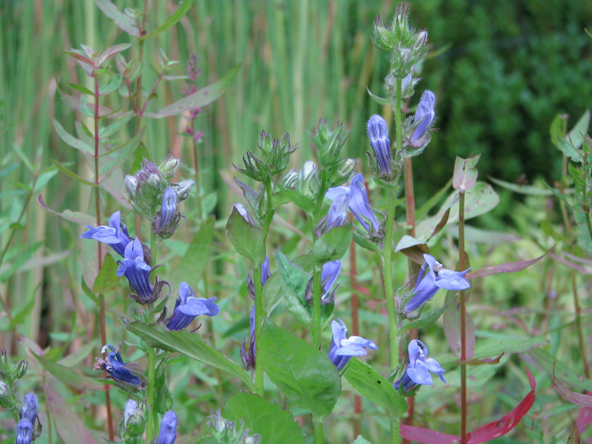 Blaue Lobelie als Solitärstaude