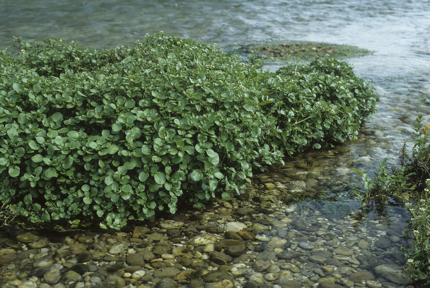 Brunnenkresse auf Kies am Ufer