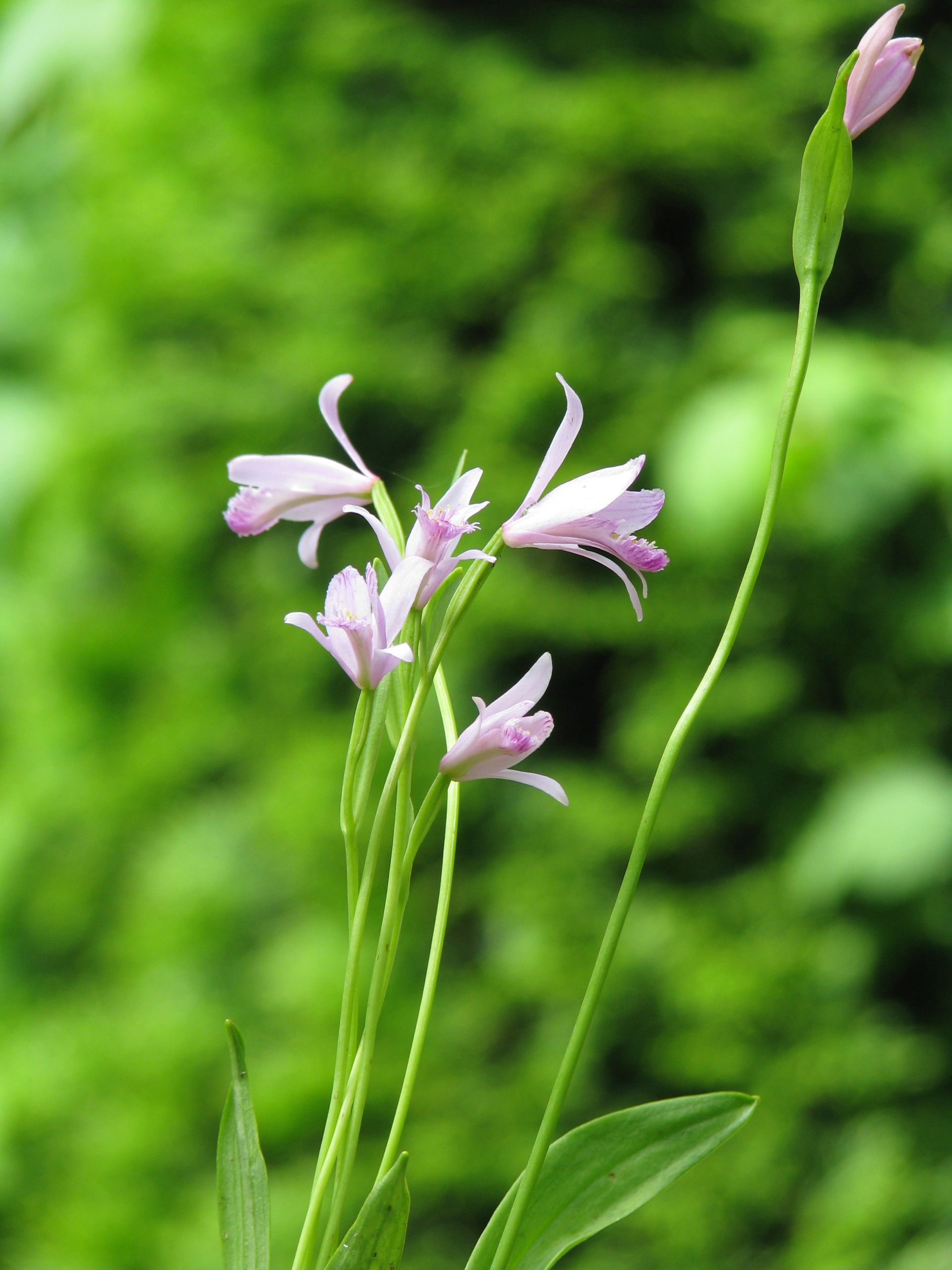 Pogonia ophioglossoides für Moorboden