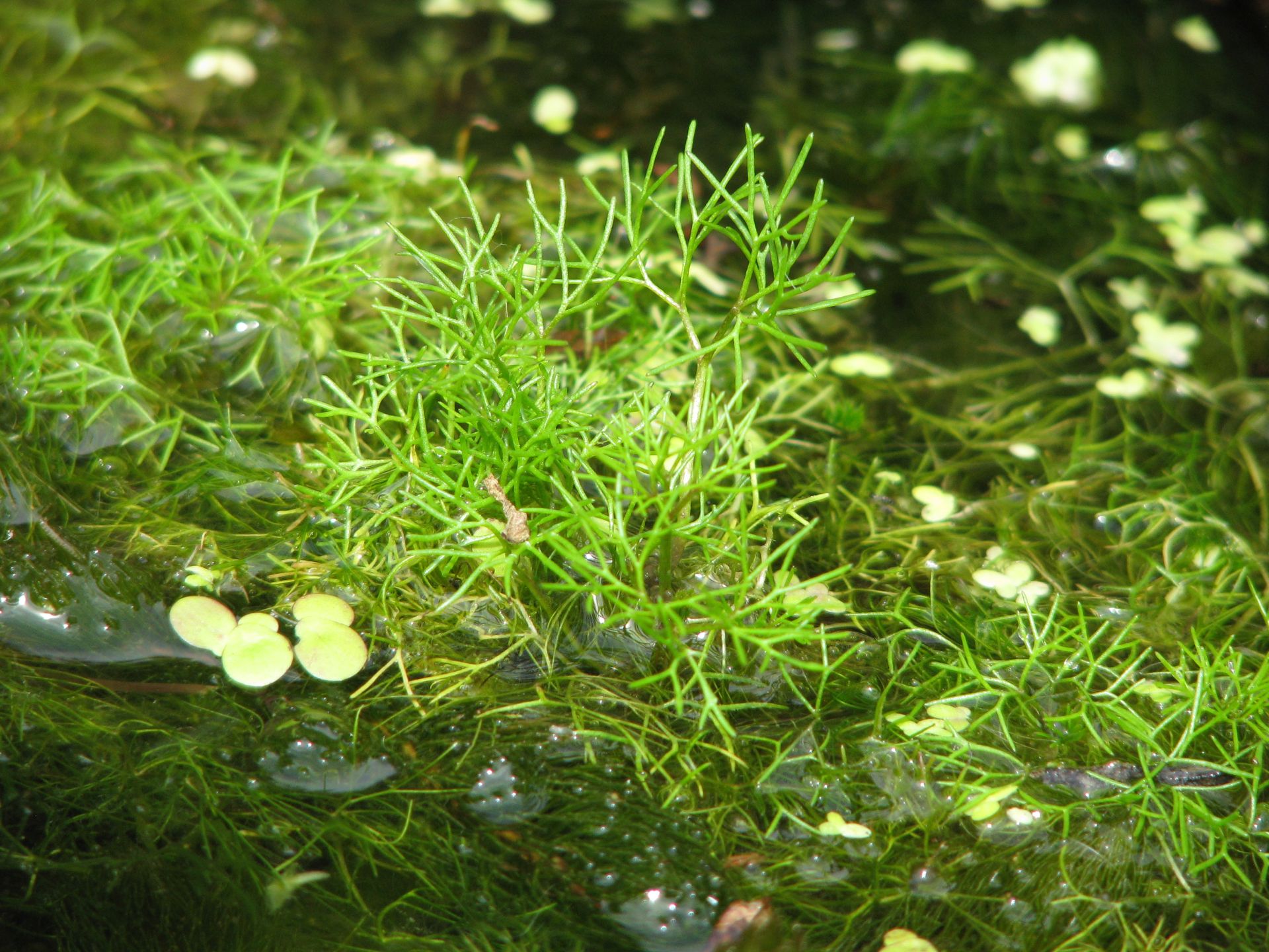 Wasserhahnenfuß | Ranunculus aquatilis