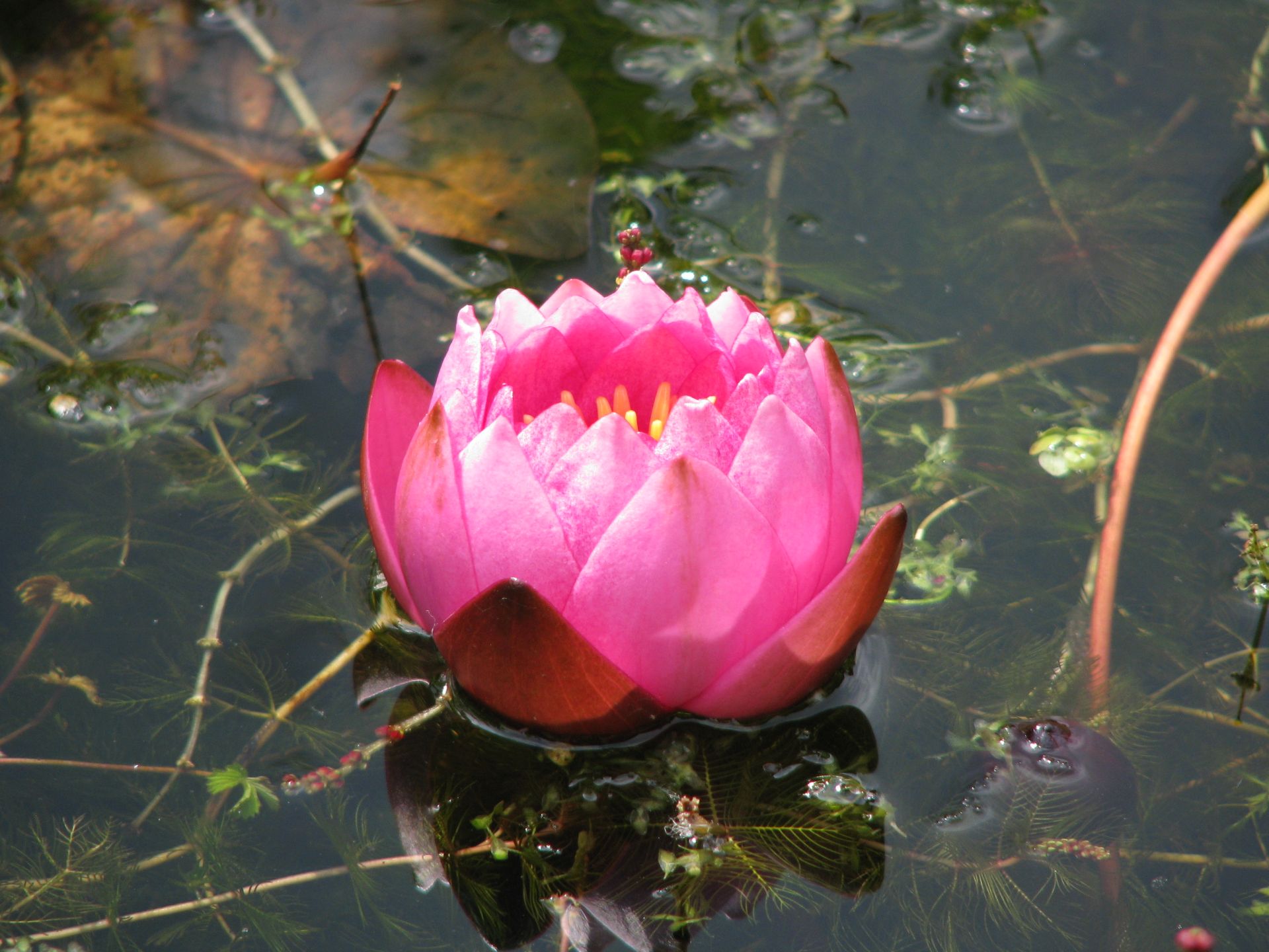 Teich mit Seerose James Brydon