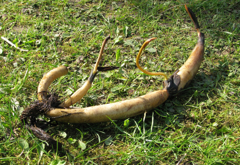 Lotosblumen Rhizom im März