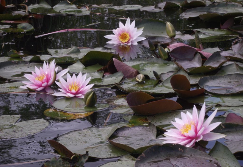 Gartenteich mit Seerose Fritz Junge