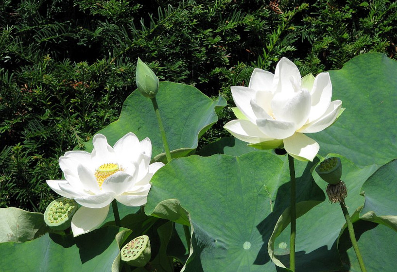 Alba Grandiflora Lotos